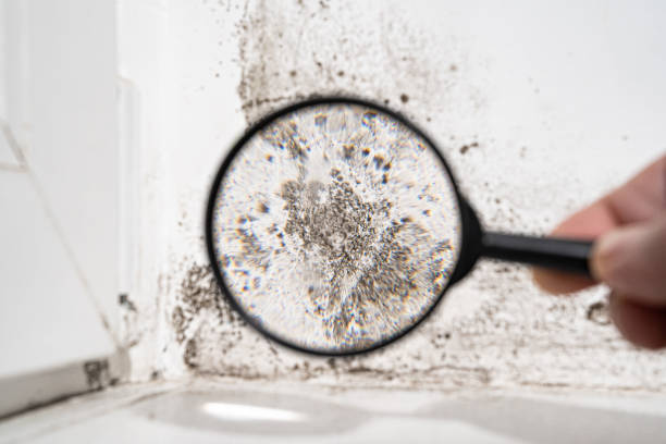 Why You Should Choose Our Mold Remediation Services in West Chester, PA